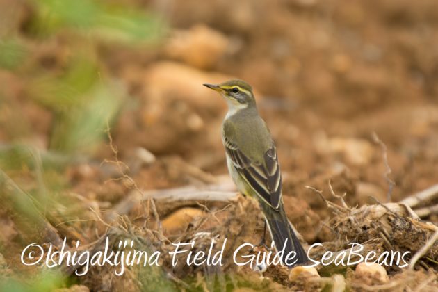 9%e6%9c%8815%e6%97%a5%e7%9f%b3%e5%9e%a3%e5%b3%b6%e9%b3%a5%e7%8d%a3%e4%bf%9d%e8%ad%b7%e5%8c%ba%e5%9f%9f%e5%b7%a1%e5%9b%9e%e8%aa%bf%e6%9f%bb3