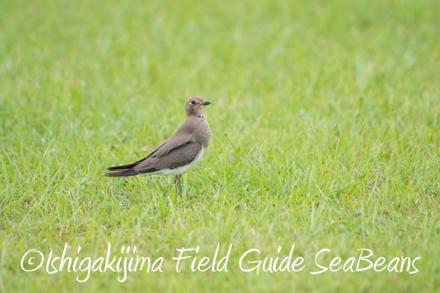 9%e6%9c%8819%e6%97%a5%e7%9f%b3%e5%9e%a3%e5%b3%b6%e3%83%90%e3%83%bc%e3%83%89%e3%82%a6%e3%82%aa%e3%83%83%e3%83%81%e3%83%b3%e3%82%b0%ef%bc%86%e9%87%8e%e9%b3%a5%e6%92%ae%e5%bd%b1%e3%82%ac%e3%82%a4