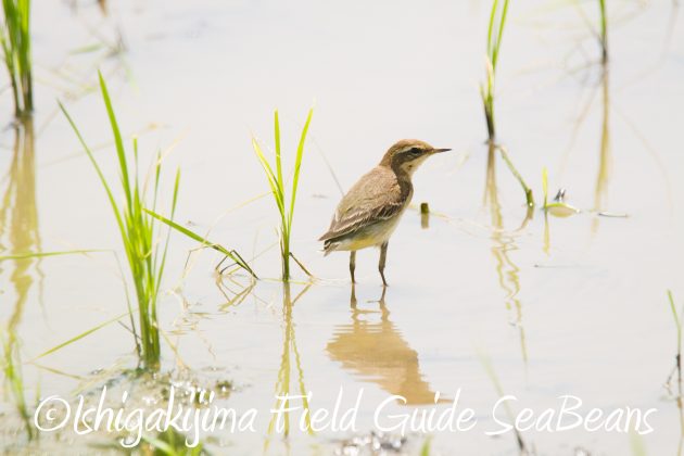 9月4日石垣島バードウオッチング&野鳥撮影ガイド4