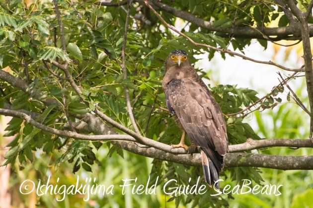 9%e6%9c%8819%e6%97%a5%e7%9f%b3%e5%9e%a3%e5%b3%b6%e3%83%90%e3%83%bc%e3%83%89%e3%82%a6%e3%82%aa%e3%83%83%e3%83%81%e3%83%b3%e3%82%b0%ef%bc%86%e9%87%8e%e9%b3%a5%e6%92%ae%e5%bd%b1%e3%82%ac%e3%82%a4