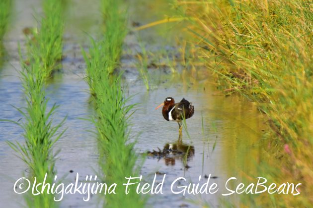 9月4日石垣島バードウオッチング&野鳥撮影ガイド3