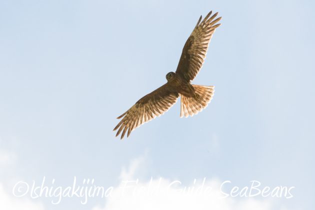 9%e6%9c%8812%e6%97%a5%e7%9f%b3%e5%9e%a3%e5%b3%b6%e3%83%90%e3%83%bc%e3%83%89%e3%82%a6%e3%82%aa%e3%83%83%e3%83%81%e3%83%b3%e3%82%b0%ef%bc%86%e9%87%8e%e9%b3%a5%e6%92%ae%e5%bd%b1%e3%82%ac%e3%82%a4