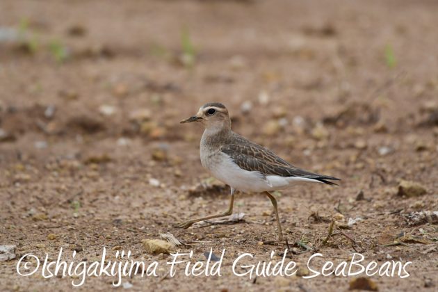 9%e6%9c%8819%e6%97%a5%e7%9f%b3%e5%9e%a3%e5%b3%b6%e3%83%90%e3%83%bc%e3%83%89%e3%82%a6%e3%82%aa%e3%83%83%e3%83%81%e3%83%b3%e3%82%b0%ef%bc%86%e9%87%8e%e9%b3%a5%e6%92%ae%e5%bd%b1%e3%82%ac%e3%82%a4