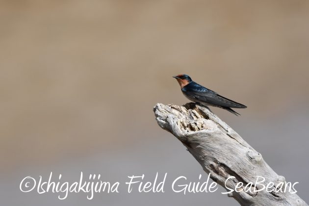 9%e6%9c%8824%e6%97%a5%e7%9f%b3%e5%9e%a3%e5%b3%b6%e3%83%90%e3%83%bc%e3%83%89%e3%82%a6%e3%82%aa%e3%83%83%e3%83%81%e3%83%b3%e3%82%b0%ef%bc%86%e9%87%8e%e9%b3%a5%e6%92%ae%e5%bd%b1%e3%82%ac%e3%82%a4