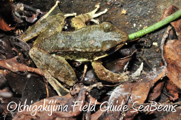 9%e6%9c%8822%e6%97%a5%e7%9f%b3%e5%9e%a3%e5%b3%b6%e3%83%8a%e3%82%a4%e3%83%88%e3%83%84%e3%82%a2%e3%83%bc5