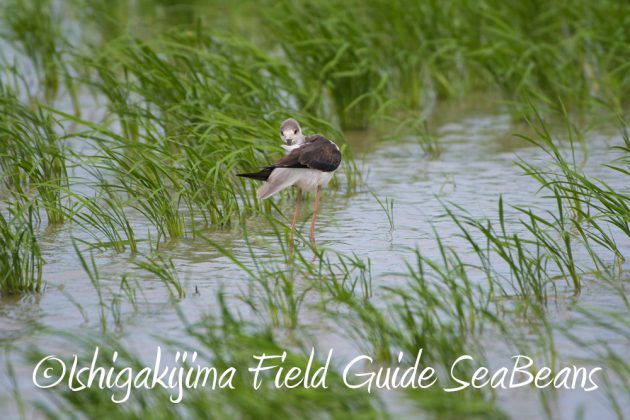 9%e6%9c%8814%e6%97%a5%e7%9f%b3%e5%9e%a3%e5%b3%b6%e3%83%90%e3%83%bc%e3%83%89%e3%82%a6%e3%82%aa%e3%83%83%e3%83%81%e3%83%b3%e3%82%b0%ef%bc%86%e9%87%8e%e9%b3%a5%e6%92%ae%e5%bd%b1%e3%82%ac%e3%82%a4