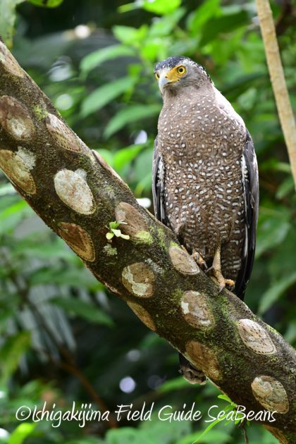 9%e6%9c%8825%e6%97%a5%e7%9f%b3%e5%9e%a3%e5%b3%b6%e3%83%90%e3%83%bc%e3%83%89%e3%82%a6%e3%82%aa%e3%83%83%e3%83%81%e3%83%b3%e3%82%b0%ef%bc%86%e9%87%8e%e9%b3%a5%e8%a6%b3%e5%af%9f%e3%82%ac%e3%82%a4