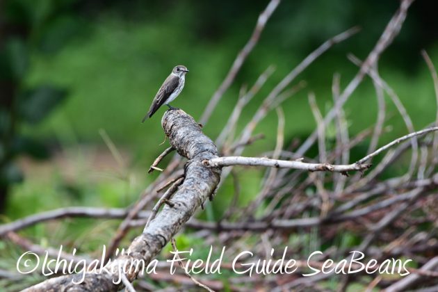 9%e6%9c%8812%e6%97%a5%e7%9f%b3%e5%9e%a3%e5%b3%b6%e3%83%90%e3%83%bc%e3%83%89%e3%82%a6%e3%82%aa%e3%83%83%e3%83%81%e3%83%b3%e3%82%b0%ef%bc%86%e9%87%8e%e9%b3%a5%e6%92%ae%e5%bd%b1%e3%82%ac%e3%82%a4