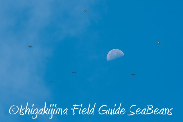 9%e6%9c%8823%e6%97%a5%e7%9f%b3%e5%9e%a3%e5%b3%b6%e3%83%90%e3%83%bc%e3%83%89%e3%82%a6%e3%82%aa%e3%83%83%e3%83%81%e3%83%b3%e3%82%b0%ef%bc%86%e9%87%8e%e9%b3%a5%e6%92%ae%e5%bd%b1%e3%82%ac%e3%82%a4