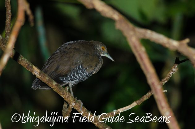 9%e6%9c%8824%e6%97%a5%e7%9f%b3%e5%9e%a3%e5%b3%b6%e3%83%8a%e3%82%a4%e3%83%88%e3%83%84%e3%82%a2%e3%83%bc2