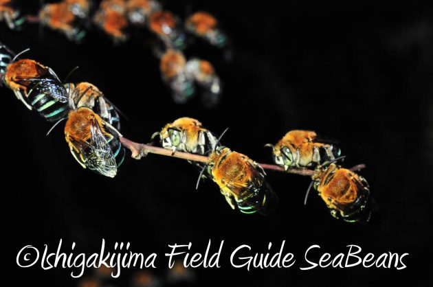 9月1日石垣島ナイトツアー13