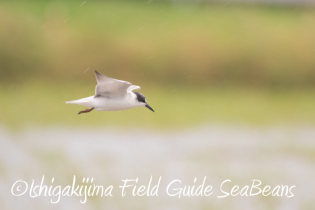 9%e6%9c%8817%e6%97%a5%e5%8f%b0%e9%a2%a816%e5%8f%b7%e9%80%9a%e9%81%8e%e5%be%8c%e3%81%ae%e7%9f%b3%e5%9e%a3%e5%b3%b6%e3%81%ae%e9%87%8e%e9%b3%a5%e9%81%944