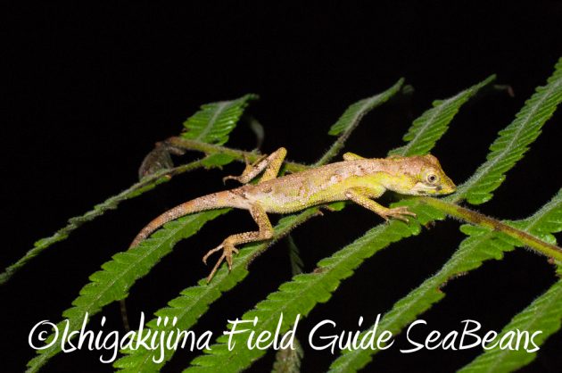 9%e6%9c%889%e6%97%a5%e7%9f%b3%e5%9e%a3%e5%b3%b6%e3%83%8a%e3%82%a4%e3%83%88%e3%83%84%e3%82%a2%e3%83%bc12