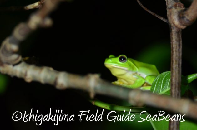 9%e6%9c%8822%e6%97%a5%e7%9f%b3%e5%9e%a3%e5%b3%b6%e3%83%8a%e3%82%a4%e3%83%88%e3%83%84%e3%82%a2%e3%83%bc17