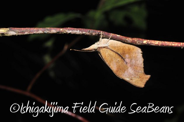 9%e6%9c%8814%e6%97%a5%e7%9f%b3%e5%9e%a3%e5%b3%b6%e3%83%8a%e3%82%a4%e3%83%88%e3%83%84%e3%82%a2%e3%83%bc17