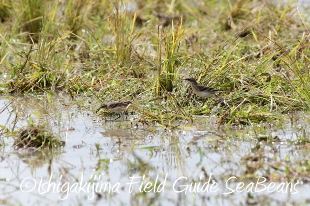 9%e6%9c%8822%e6%97%a5%e7%9f%b3%e5%9e%a3%e5%b3%b6%e3%83%90%e3%83%bc%e3%83%89%e3%82%a6%e3%82%aa%e3%83%83%e3%83%81%e3%83%b3%e3%82%b0%ef%bc%86%e9%87%8e%e9%b3%a5%e6%92%ae%e5%bd%b1%e3%82%ac%e3%82%a4