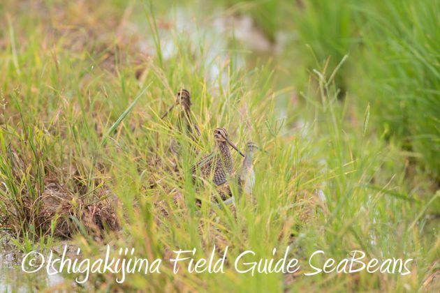 9%e6%9c%8810%e6%97%a5%e7%9f%b3%e5%9e%a3%e5%b3%b6%e3%83%90%e3%83%bc%e3%83%89%e3%82%a6%e3%82%aa%e3%83%83%e3%83%81%e3%83%b3%e3%82%b0%ef%bc%86%e9%87%8e%e9%b3%a5%e6%92%ae%e5%bd%b1%e3%82%ac%e3%82%a4