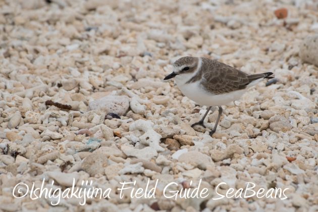 9%e6%9c%8826%e6%97%a5%e7%9f%b3%e5%9e%a3%e5%b3%b6%e3%83%90%e3%83%bc%e3%83%89%e3%82%a6%e3%82%aa%e3%83%83%e3%83%81%e3%83%b3%e3%82%b0%ef%bc%86%e9%87%8e%e9%b3%a5%e6%92%ae%e5%bd%b1%e3%82%ac%e3%82%a4