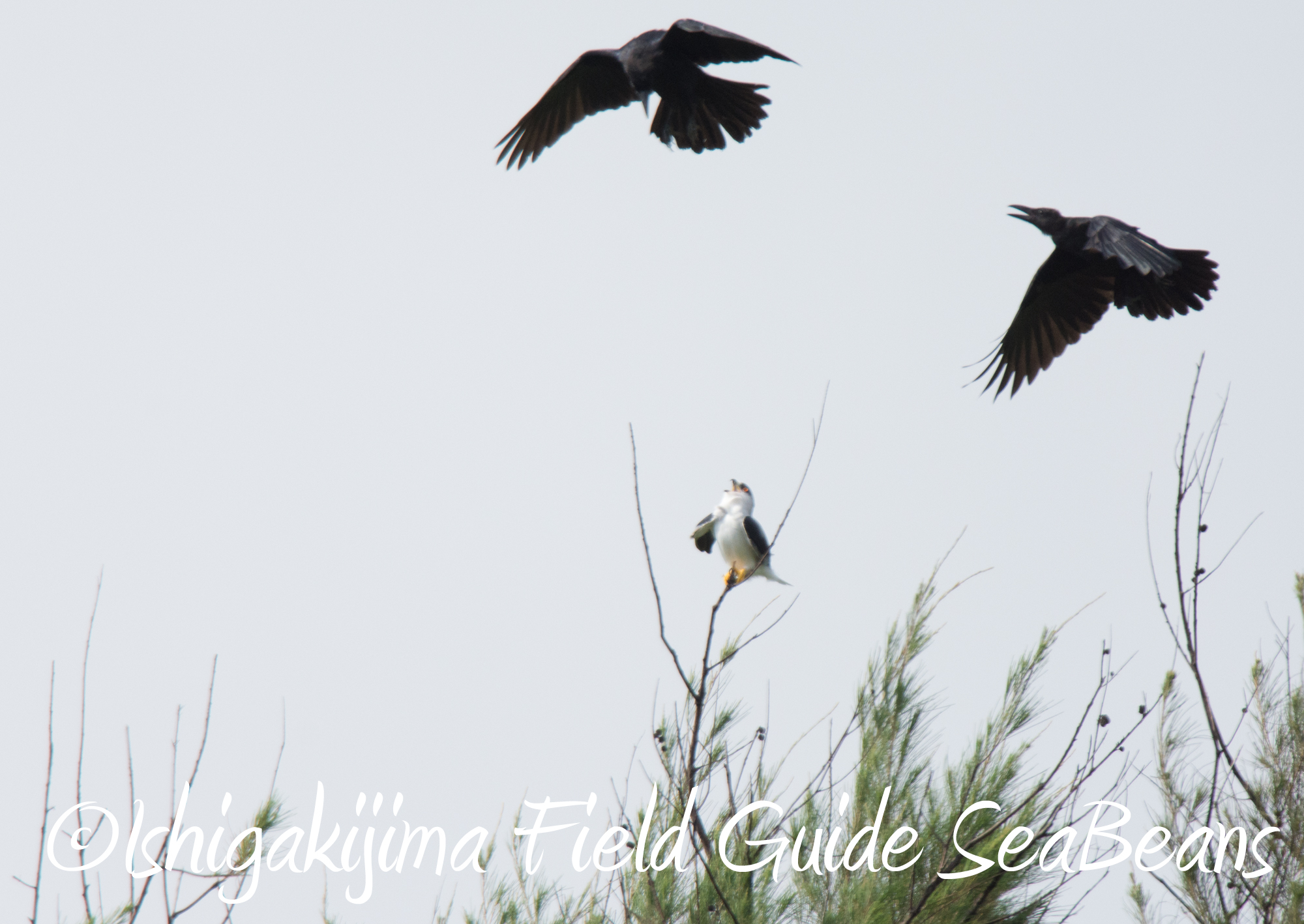 カタグロトビやカンムリワシと石垣島の秋の渡り鳥！！バードウオッチング＆野鳥撮影。