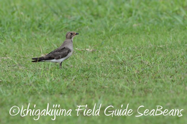 9%e6%9c%8820%e6%97%a5%e7%9f%b3%e5%9e%a3%e5%b3%b6%e3%83%90%e3%83%bc%e3%83%89%e3%82%a6%e3%82%aa%e3%83%83%e3%83%81%e3%83%b3%e3%82%b0%ef%bc%86%e9%87%8e%e9%b3%a5%e6%92%ae%e5%bd%b1%e3%82%ac%e3%82%a4