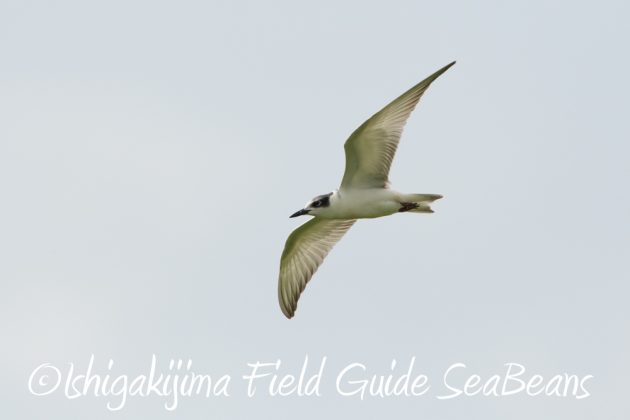 9%e6%9c%8820%e6%97%a5%e7%9f%b3%e5%9e%a3%e5%b3%b6%e3%83%90%e3%83%bc%e3%83%89%e3%82%a6%e3%82%aa%e3%83%83%e3%83%81%e3%83%b3%e3%82%b0%ef%bc%86%e9%87%8e%e9%b3%a5%e6%92%ae%e5%bd%b1%e3%82%ac%e3%82%a4