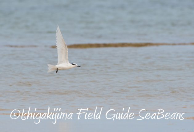 9月7日石垣島バードウオッチング&野鳥撮影ガイド12