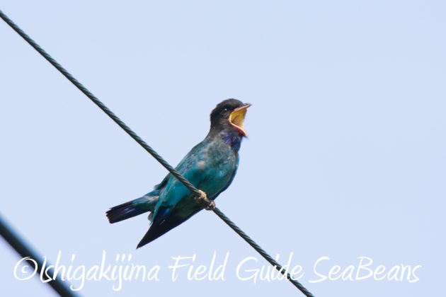 9%e6%9c%8815%e6%97%a5%e7%9f%b3%e5%9e%a3%e5%b3%b6%e9%b3%a5%e7%8d%a3%e4%bf%9d%e8%ad%b7%e5%8c%ba%e5%9f%9f%e5%b7%a1%e5%9b%9e%e8%aa%bf%e6%9f%bb11