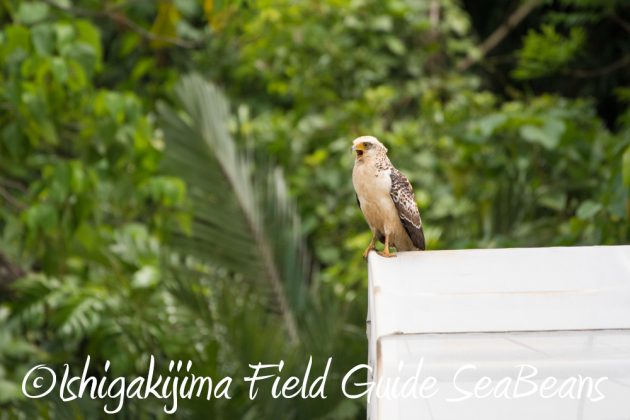 9月7日石垣島バードウオッチング&野鳥撮影ガイド8