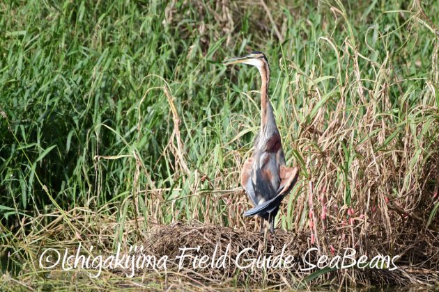 9%e6%9c%8830%e6%97%a5%e7%9f%b3%e5%9e%a3%e5%b3%b6%e3%83%90%e3%83%bc%e3%83%89%e3%82%a6%e3%82%aa%e3%83%83%e3%83%81%e3%83%b3%e3%82%b0%ef%bc%86%e9%87%8e%e9%b3%a5%e6%92%ae%e5%bd%b1%e3%82%ac%e3%82%a4