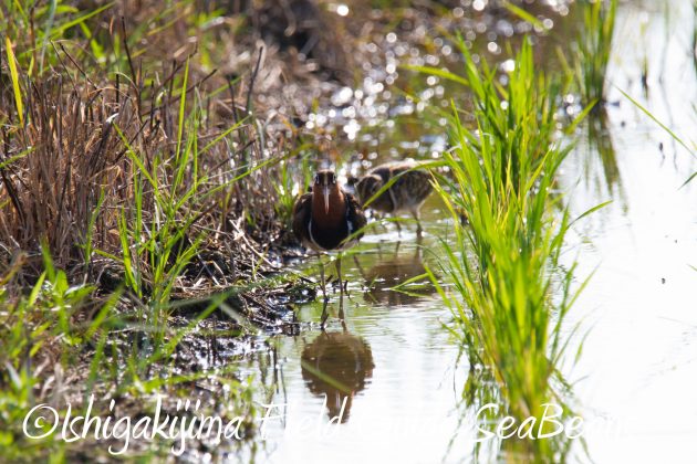 9月3日石垣島バードウオッチング＆野鳥撮影ガイド3