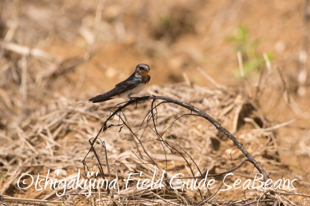 9%e6%9c%8823%e6%97%a5%e7%9f%b3%e5%9e%a3%e5%b3%b6%e3%83%90%e3%83%bc%e3%83%89%e3%82%a6%e3%82%aa%e3%83%83%e3%83%81%e3%83%b3%e3%82%b0%ef%bc%86%e9%87%8e%e9%b3%a5%e6%92%ae%e5%bd%b1%e3%82%ac%e3%82%a4