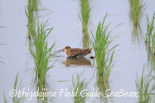 9月3日石垣島バードウオッチング＆野鳥撮影ガイド5