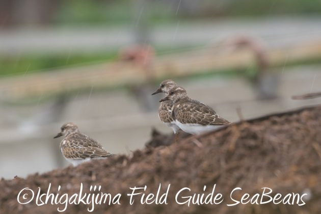 9%e6%9c%8817%e6%97%a5%e5%8f%b0%e9%a2%a816%e5%8f%b7%e9%80%9a%e9%81%8e%e5%be%8c%e3%81%ae%e7%9f%b3%e5%9e%a3%e5%b3%b6%e3%81%ae%e9%87%8e%e9%b3%a5%e9%81%942