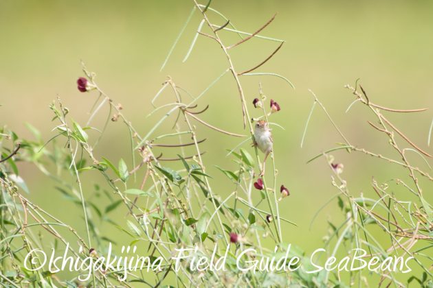 C-_Users_SeaBeans_Desktop_9月5日石垣島バードウオッチング＆野鳥撮影ガイド11