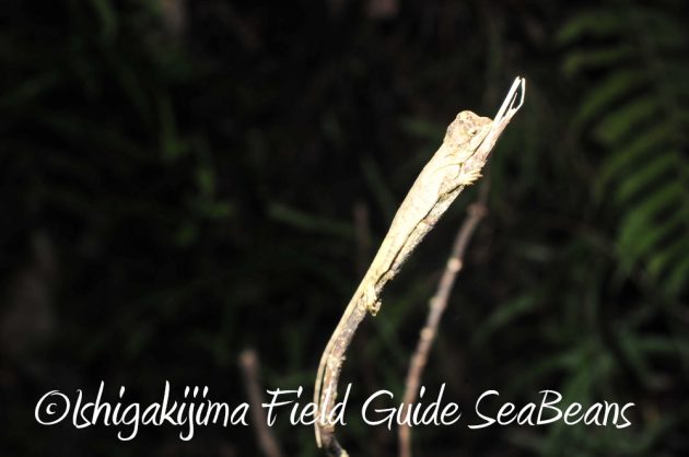 9%e6%9c%8810%e6%97%a5%e7%9f%b3%e5%9e%a3%e5%b3%b6%e3%83%8a%e3%82%a4%e3%83%88%e3%83%84%e3%82%a2%e3%83%bc4