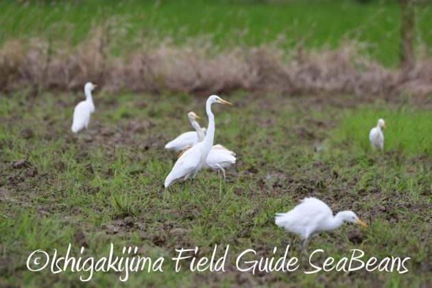 9%e6%9c%888%e6%97%a5%e7%9f%b3%e5%9e%a3%e5%b3%b6%e3%83%90%e3%83%bc%e3%83%89%e3%82%a6%e3%82%aa%e3%83%83%e3%83%81%e3%83%b3%e3%82%b0%e3%82%ac%e3%82%a4%e3%83%899