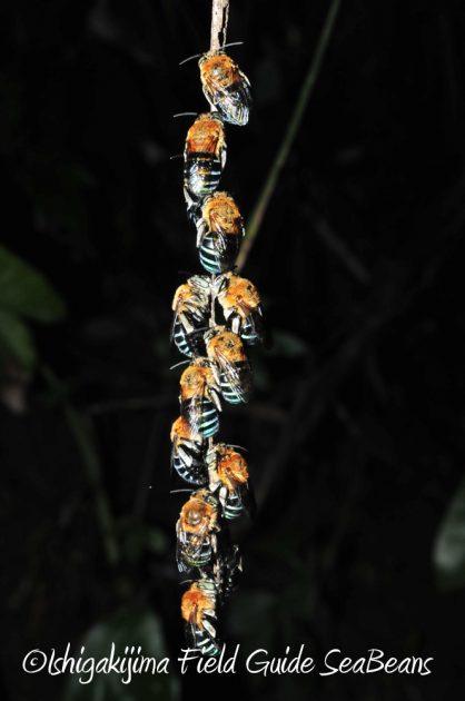 9%e6%9c%8812%e6%97%a5%e7%9f%b3%e5%9e%a3%e5%b3%b6%e3%83%8a%e3%82%a4%e3%83%88%e3%83%84%e3%82%a2%e3%83%bc4