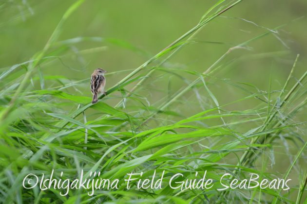 9%e6%9c%8828%e6%97%a5%e7%9f%b3%e5%9e%a3%e5%b3%b6%e3%83%90%e3%83%bc%e3%83%89%e3%82%a6%e3%82%aa%e3%83%83%e3%83%81%e3%83%b3%e3%82%b0%ef%bc%86%e9%87%8e%e9%b3%a5%e8%a6%b3%e5%af%9f%e3%82%ac%e3%82%a4