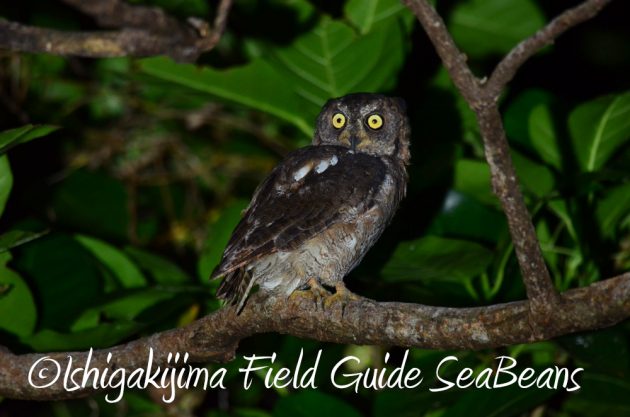 9%e6%9c%8819%e6%97%a5%e7%9f%b3%e5%9e%a3%e5%b3%b6%e3%83%8a%e3%82%a4%e3%83%88%e3%83%84%e3%82%a2%e3%83%bc2