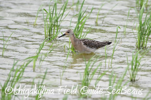 9%e6%9c%8814%e6%97%a5%e7%9f%b3%e5%9e%a3%e5%b3%b6%e3%83%90%e3%83%bc%e3%83%89%e3%82%a6%e3%82%aa%e3%83%83%e3%83%81%e3%83%b3%e3%82%b0%ef%bc%86%e9%87%8e%e9%b3%a5%e6%92%ae%e5%bd%b1%e3%82%ac%e3%82%a4