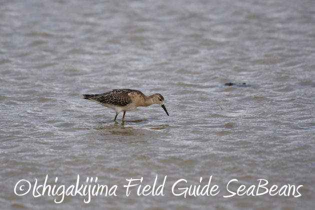 9%e6%9c%8826%e6%97%a5%e7%9f%b3%e5%9e%a3%e5%b3%b6%e3%83%90%e3%83%bc%e3%83%89%e3%82%a6%e3%82%aa%e3%83%83%e3%83%81%e3%83%b3%e3%82%b0%ef%bc%86%e9%87%8e%e9%b3%a5%e6%92%ae%e5%bd%b1%e3%82%ac%e3%82%a4