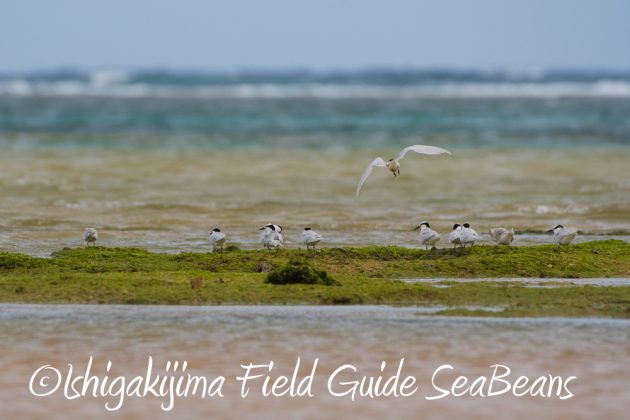 9%e6%9c%8821%e6%97%a5%e7%9f%b3%e5%9e%a3%e5%b3%b6%e3%83%90%e3%83%bc%e3%83%89%e3%82%a6%e3%82%aa%e3%83%83%e3%83%81%e3%83%b3%e3%82%b0%ef%bc%86%e9%87%8e%e9%b3%a5%e6%92%ae%e5%bd%b1%e3%82%ac%e3%82%a4