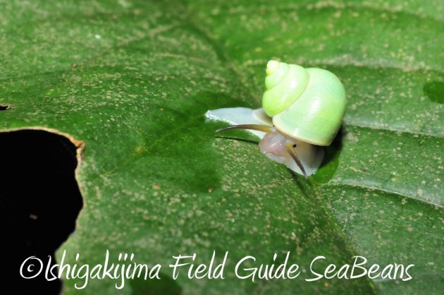 9%e6%9c%8819%e6%97%a5%e7%9f%b3%e5%9e%a3%e5%b3%b6%e3%83%8a%e3%82%a4%e3%83%88%e3%83%84%e3%82%a2%e3%83%bc16