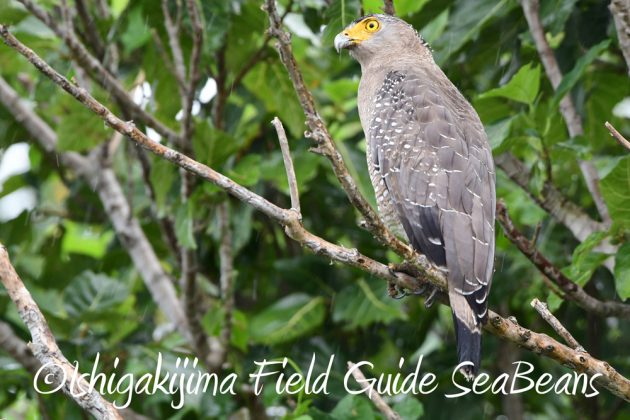 C-_Users_SeaBeans_Desktop_9月5日石垣島バードウオッチング＆野鳥撮影ガイド14