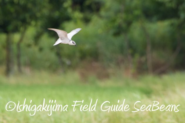 9%e6%9c%8815%e6%97%a5%e7%9f%b3%e5%9e%a3%e5%b3%b6%e9%b3%a5%e7%8d%a3%e4%bf%9d%e8%ad%b7%e5%8c%ba%e5%9f%9f%e5%b7%a1%e5%9b%9e%e8%aa%bf%e6%9f%bb9