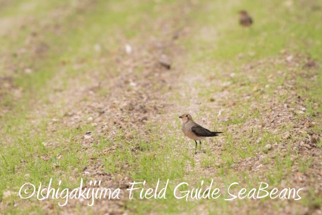 9%e6%9c%8814%e6%97%a5%e7%9f%b3%e5%9e%a3%e5%b3%b6%e3%83%90%e3%83%bc%e3%83%89%e3%82%a6%e3%82%aa%e3%83%83%e3%83%81%e3%83%b3%e3%82%b0%ef%bc%86%e9%87%8e%e9%b3%a5%e6%92%ae%e5%bd%b1%e3%82%ac%e3%82%a4