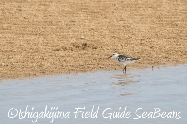 9%e6%9c%8830%e6%97%a5%e7%9f%b3%e5%9e%a3%e5%b3%b6%e3%83%90%e3%83%bc%e3%83%89%e3%82%a6%e3%82%aa%e3%83%83%e3%83%81%e3%83%b3%e3%82%b0%ef%bc%86%e9%87%8e%e9%b3%a5%e6%92%ae%e5%bd%b1%e3%82%ac%e3%82%a4