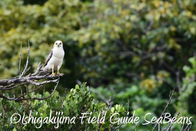 9%e6%9c%889%e6%97%a5%e7%9f%b3%e5%9e%a3%e5%b3%b6%e3%83%90%e3%83%bc%e3%83%89%e3%82%a6%e3%82%aa%e3%83%83%e3%83%81%e3%83%b3%e3%82%b0%ef%bc%86%e9%87%8e%e9%b3%a5%e6%92%ae%e5%bd%b1%e3%82%ac%e3%82%a4%e3%83%89