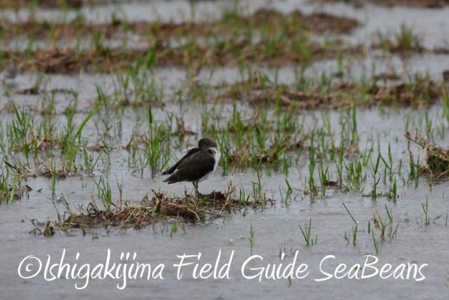 9月6日石垣島バードウオッチング&野鳥撮影ガイド4