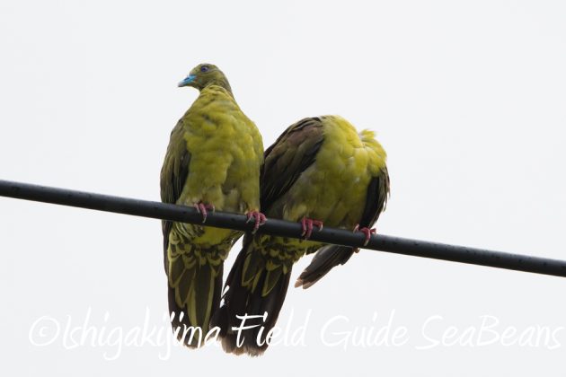 9%e6%9c%889%e6%97%a5%e7%9f%b3%e5%9e%a3%e5%b3%b6%e3%83%90%e3%83%bc%e3%83%89%e3%82%a6%e3%82%aa%e3%83%83%e3%83%81%e3%83%b3%e3%82%b0%ef%bc%86%e9%87%8e%e9%b3%a5%e6%92%ae%e5%bd%b1%e3%82%ac%e3%82%a4%e3%83%89